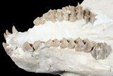 Oreodont (Merycoidodon) Partial Skull - Wyoming #123182-4